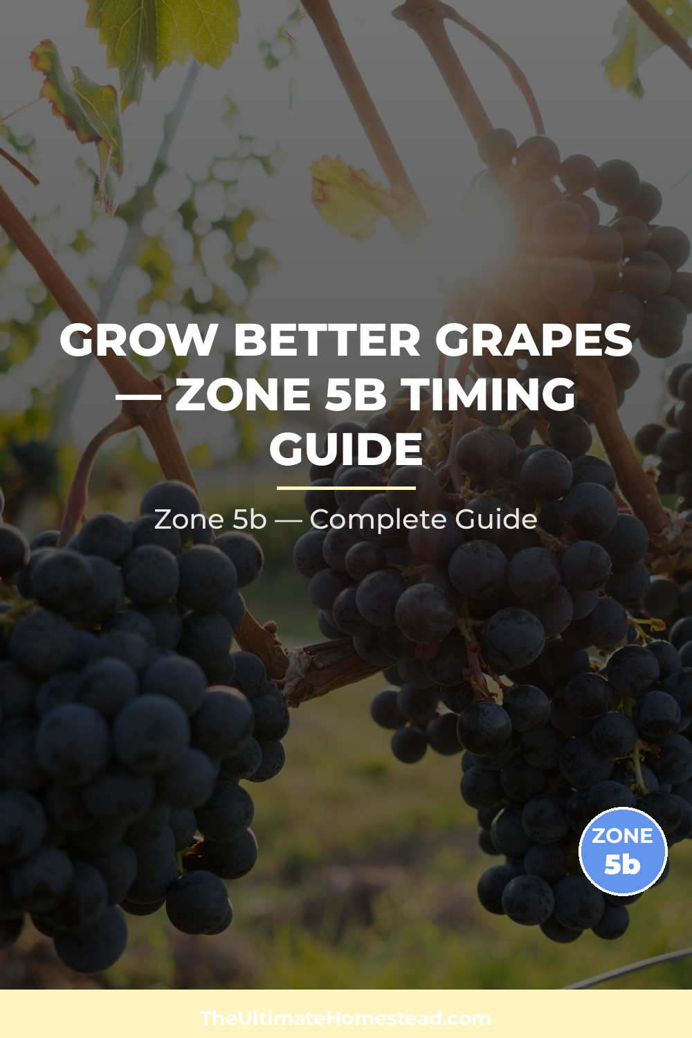When to Plant Grapes in Zone 5b