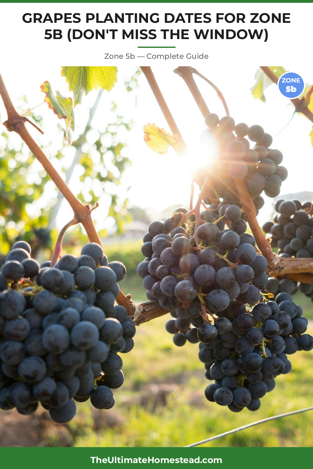 When to Plant Grapes in Zone 5b