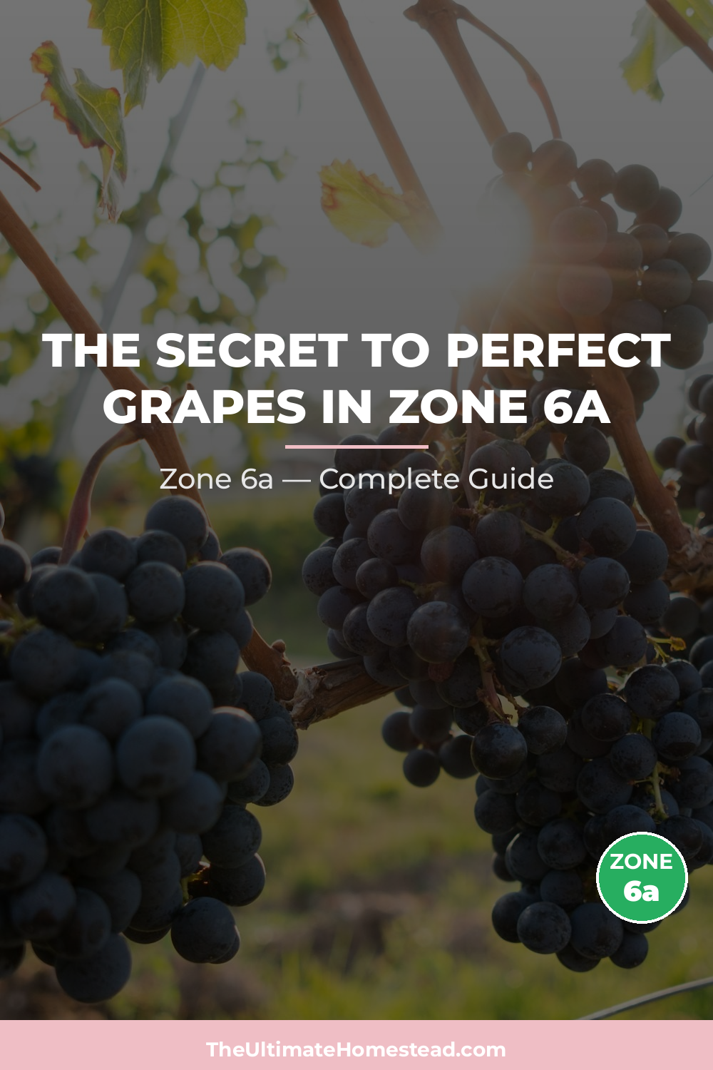 When to Plant Grapes in Zone 6a