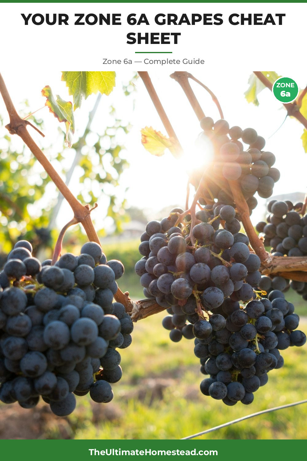When to Plant Grapes in Zone 6a