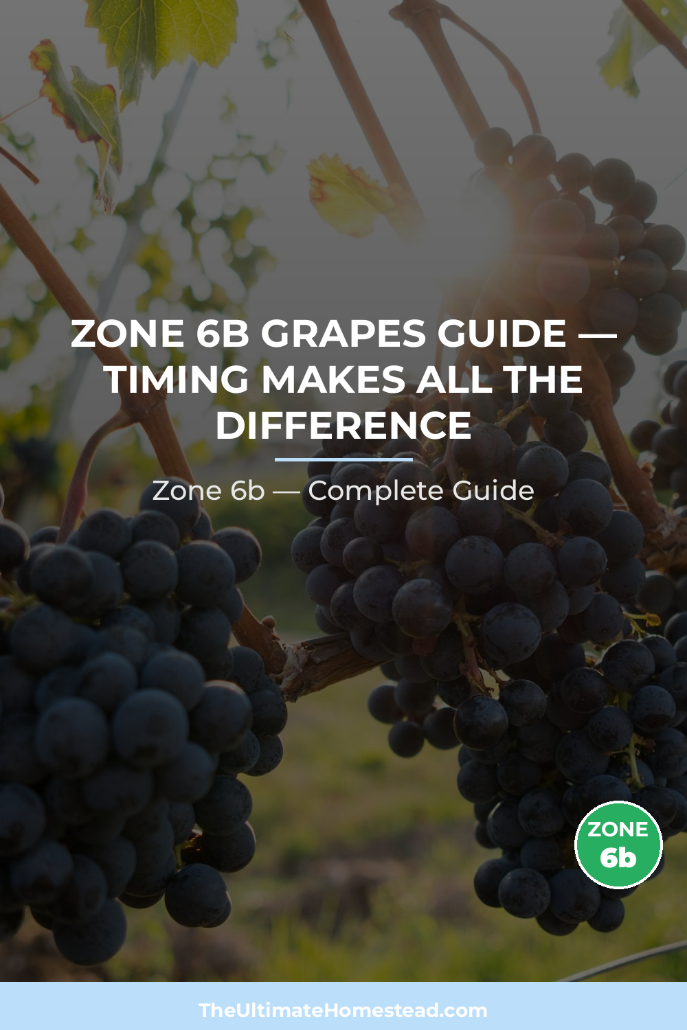 When to Plant Grapes in Zone 6b