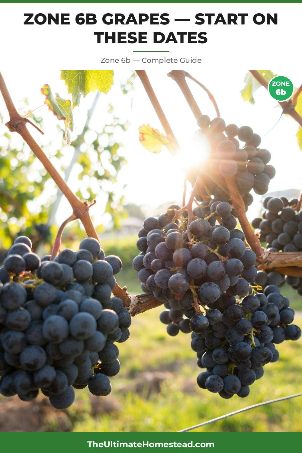 When to Plant Grapes in Zone 6b