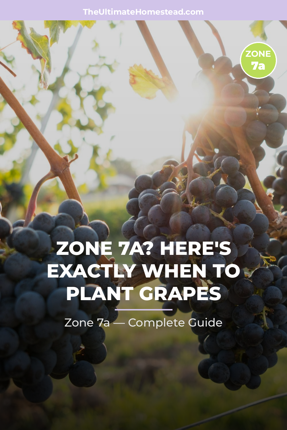 When to Plant Grapes in Zone 7a