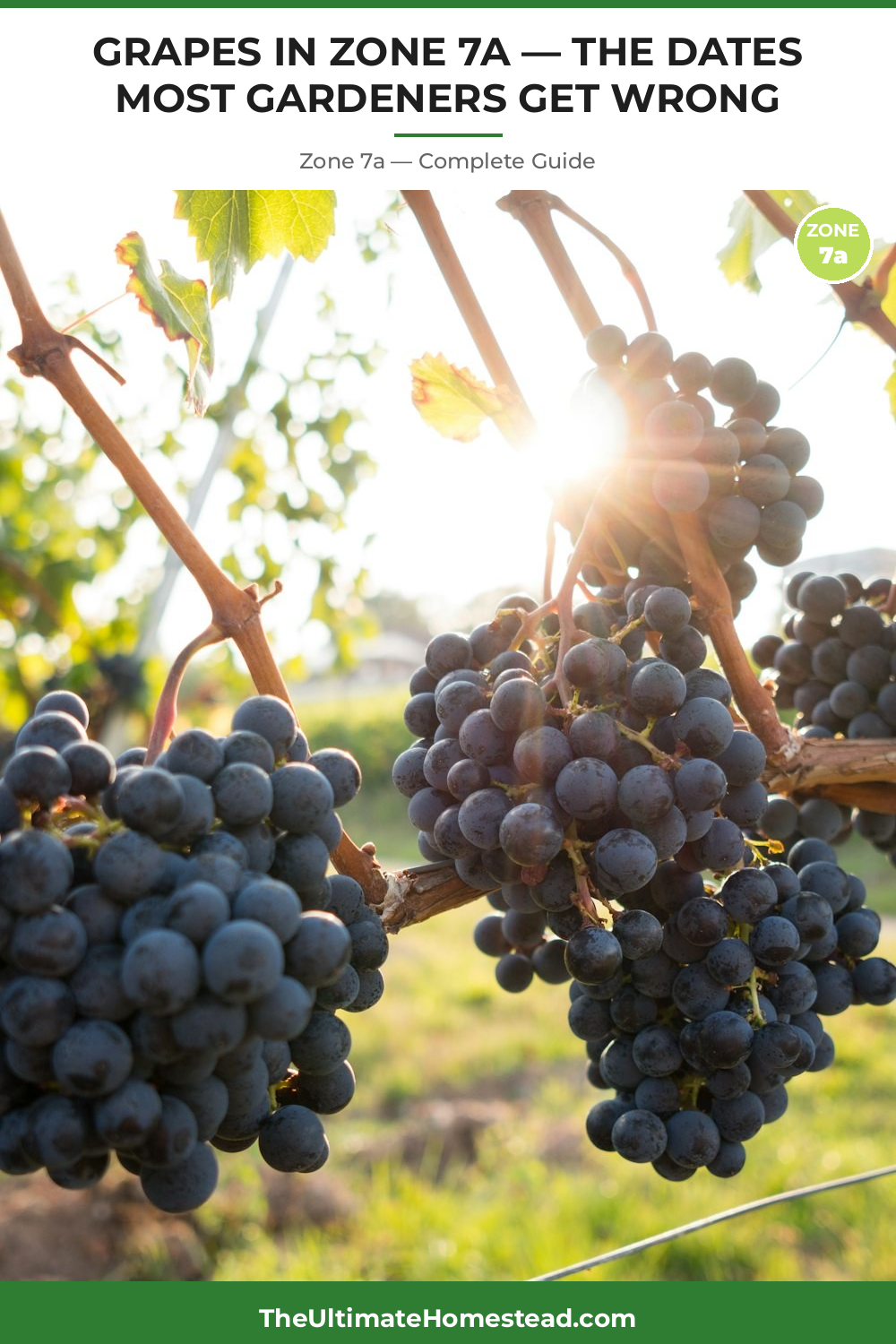 When to Plant Grapes in Zone 7a