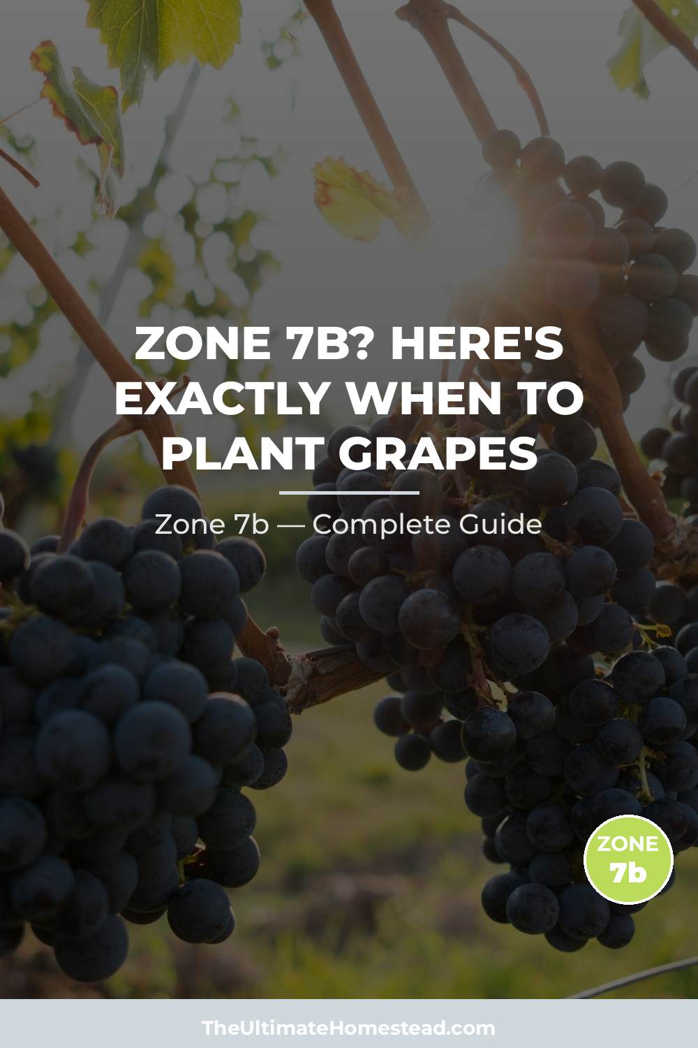 When to Plant Grapes in Zone 7b