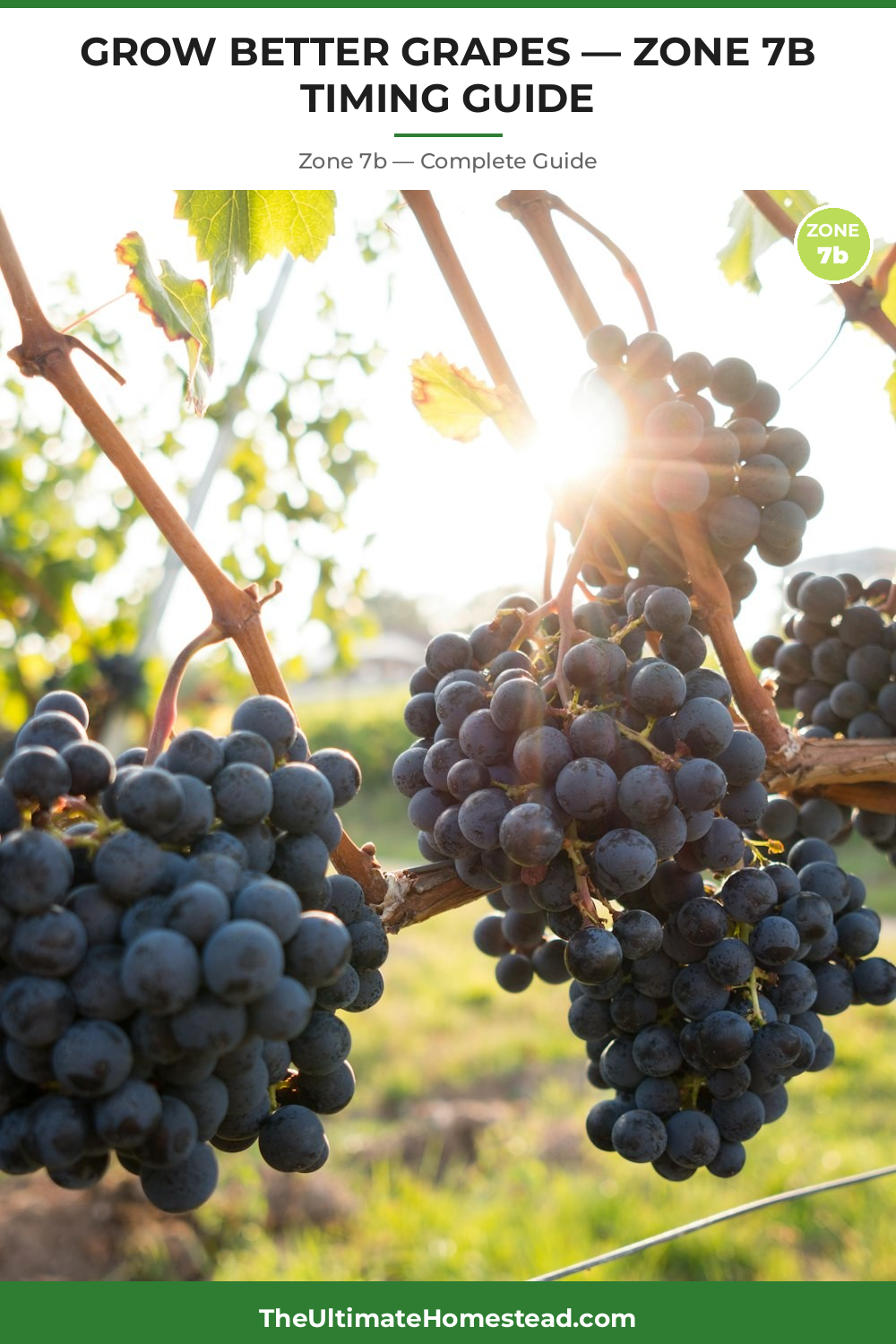 When to Plant Grapes in Zone 7b