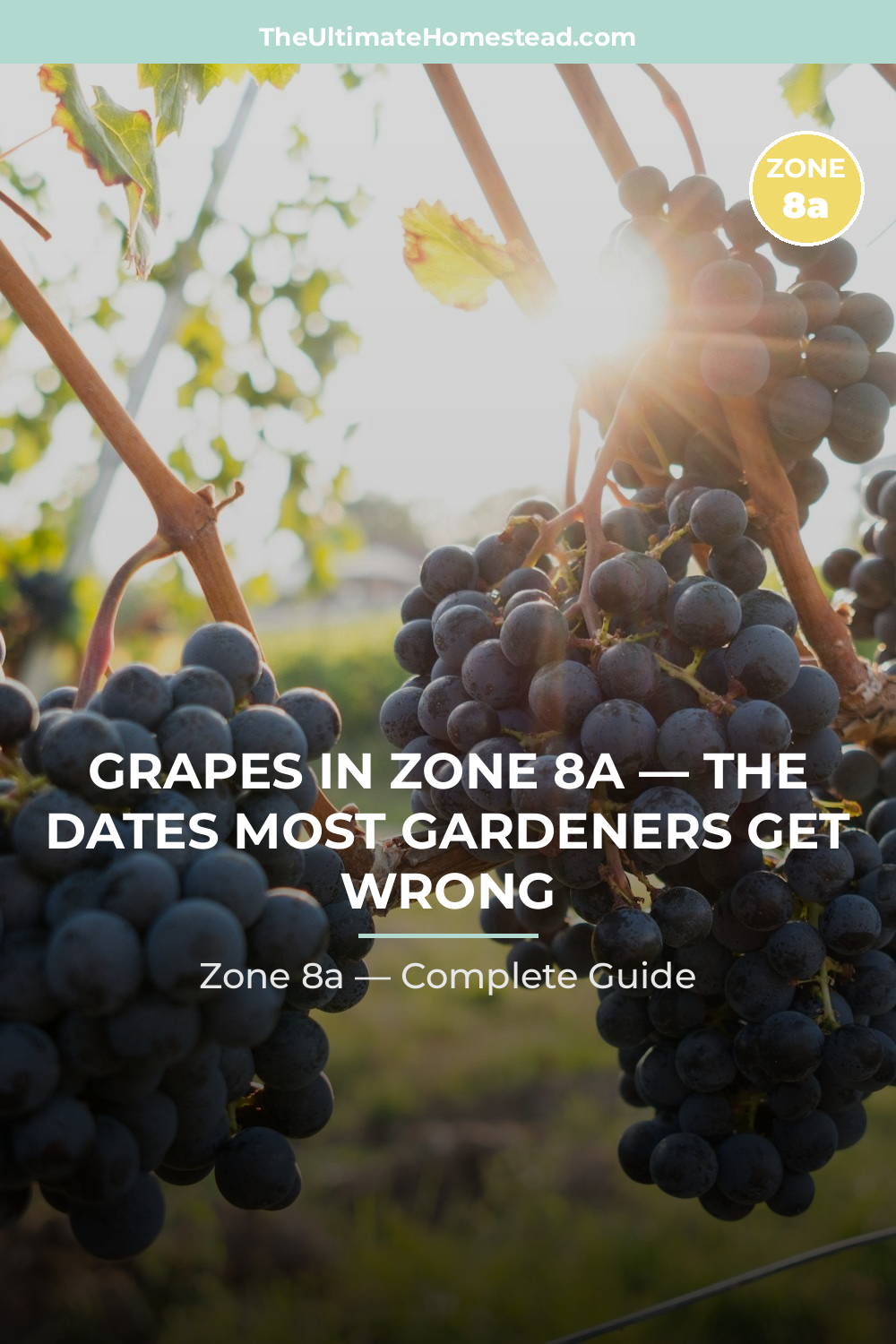 When to Plant Grapes in Zone 8a