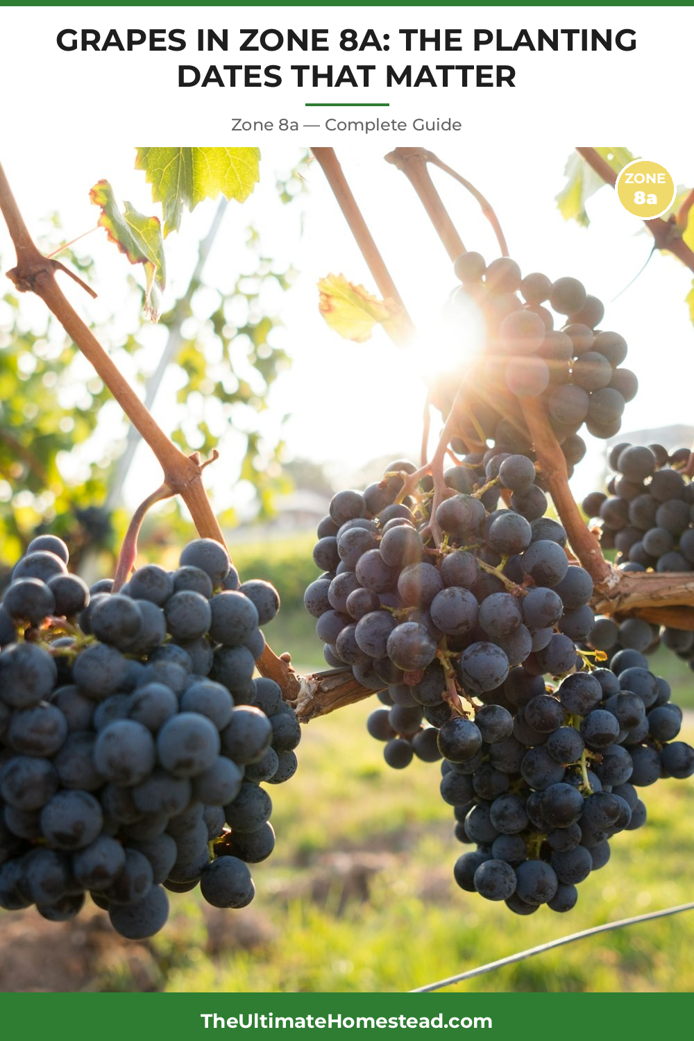 When to Plant Grapes in Zone 8a