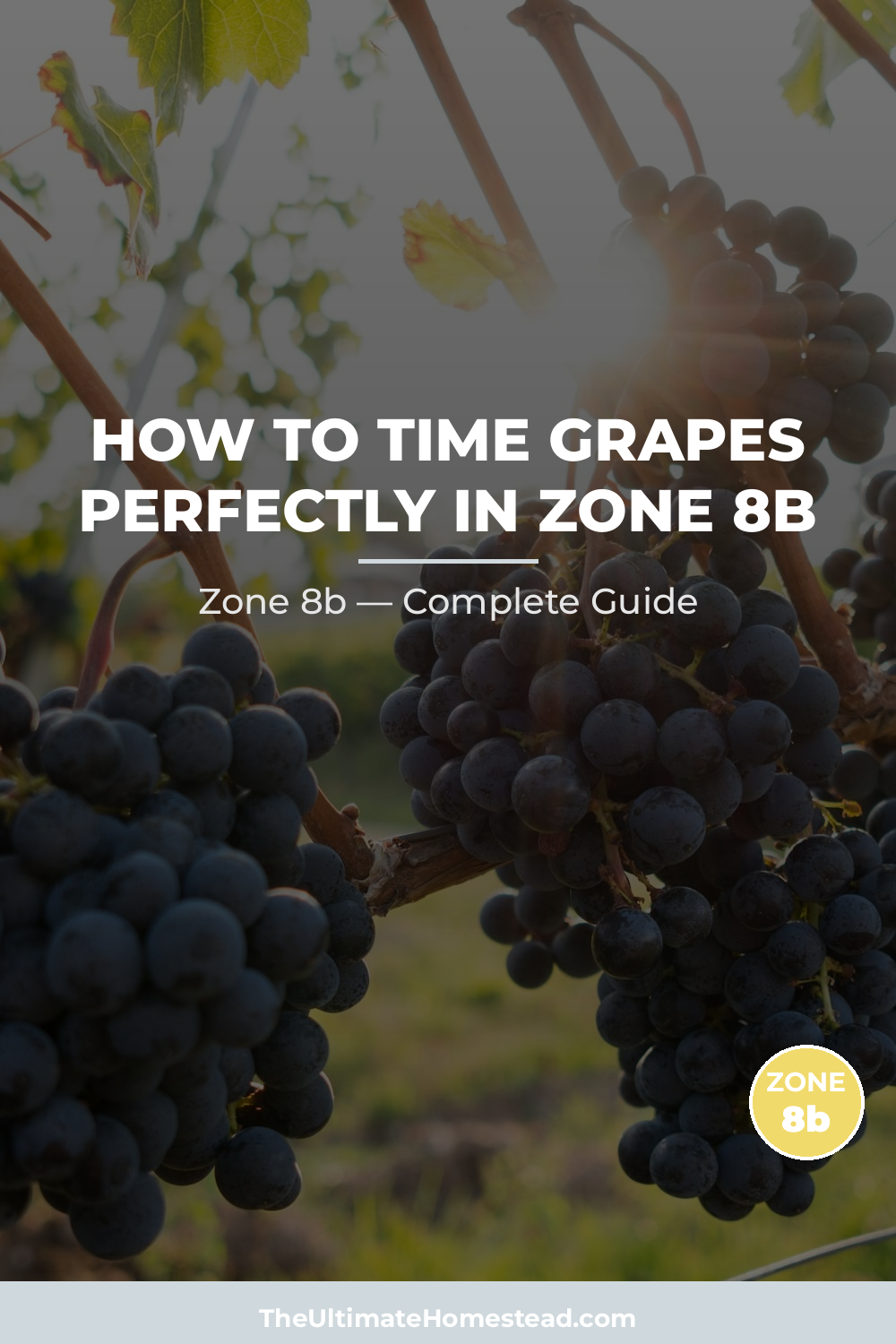 When to Plant Grapes in Zone 8b