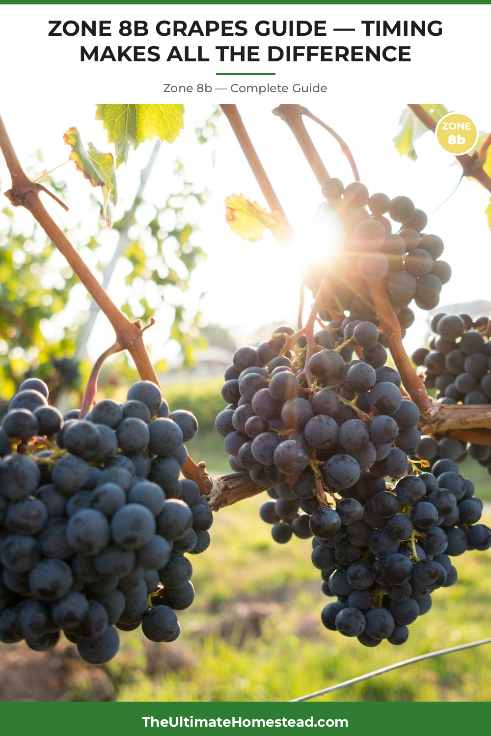 When to Plant Grapes in Zone 8b