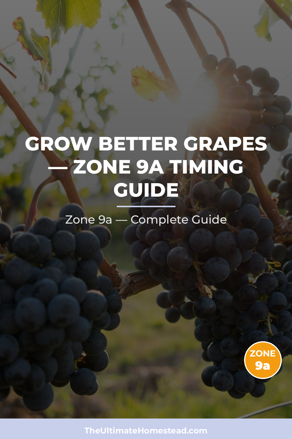 When to Plant Grapes in Zone 9a