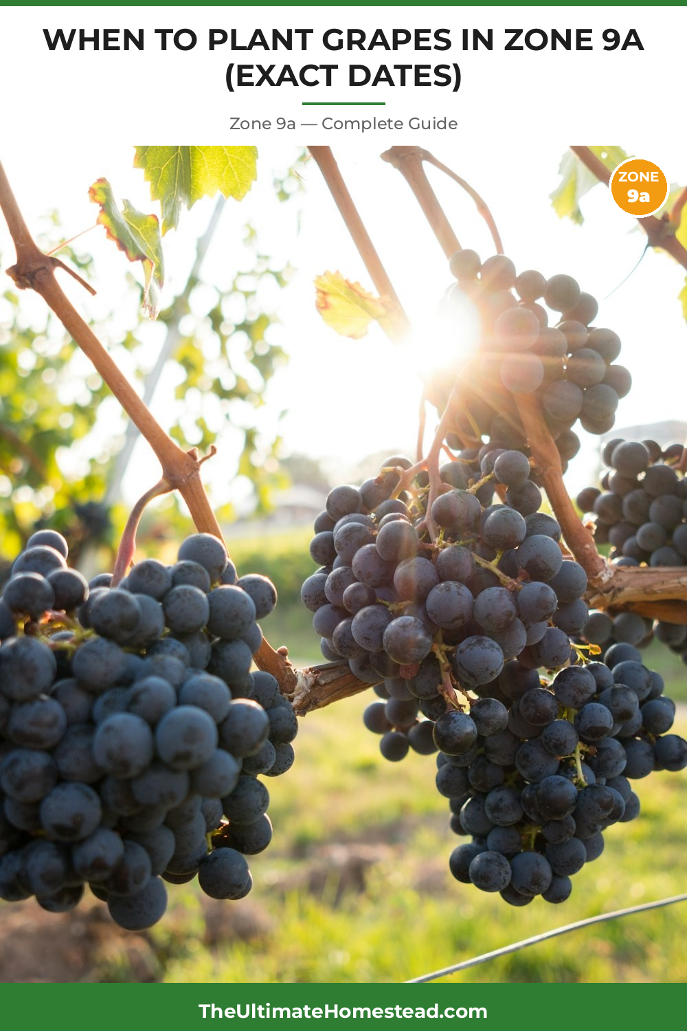 When to Plant Grapes in Zone 9a