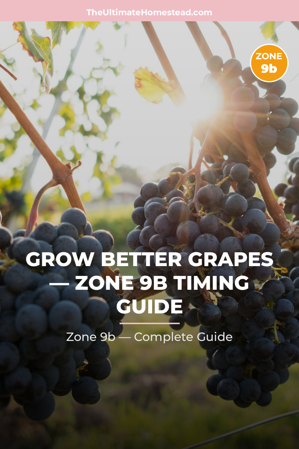 When to Plant Grapes in Zone 9b