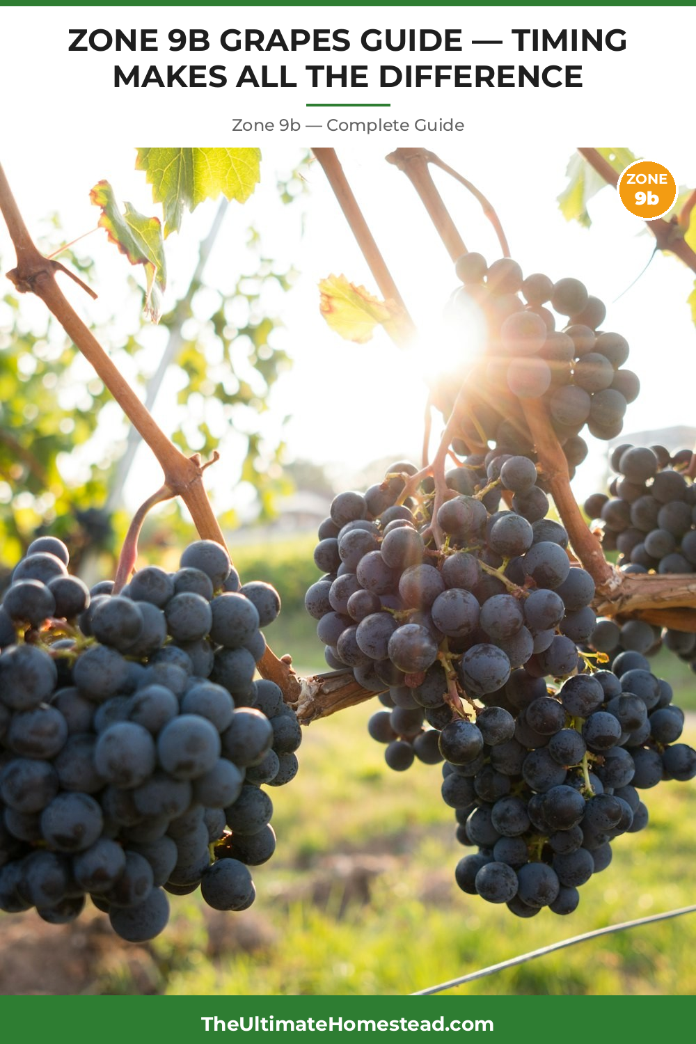 When to Plant Grapes in Zone 9b