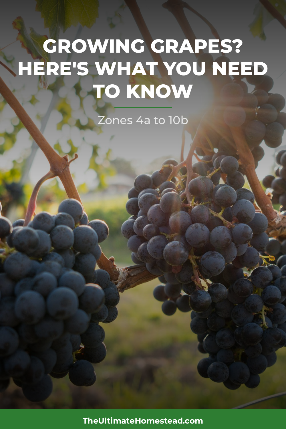 Grapes Planting Guide