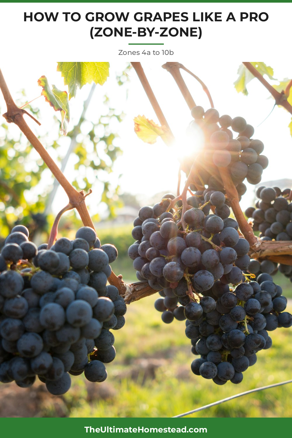Grapes Planting Guide