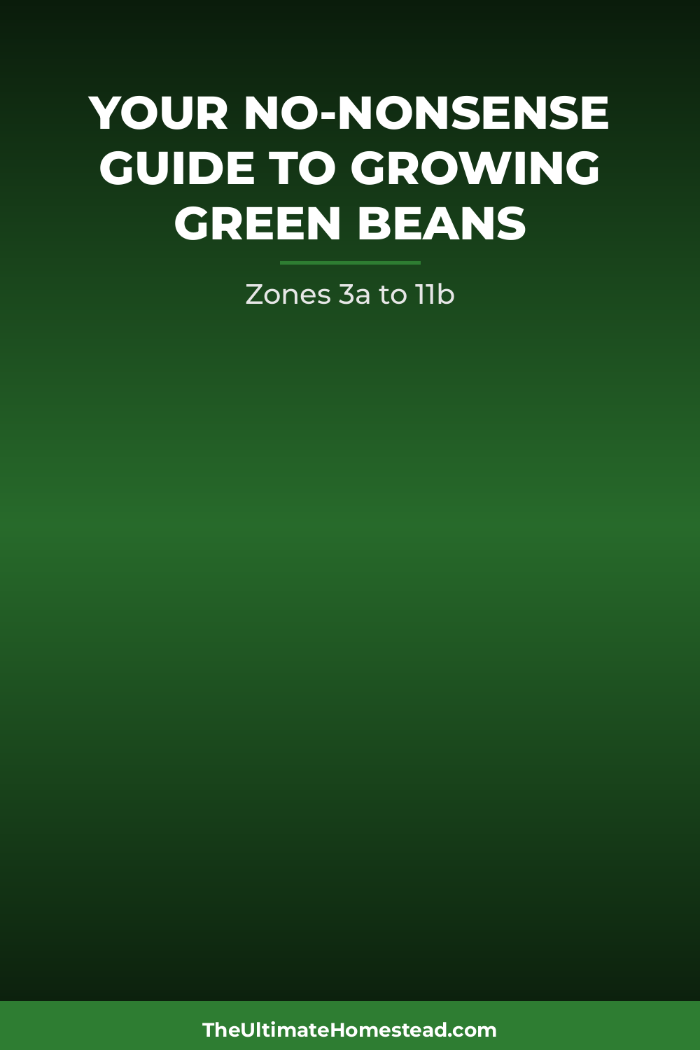 Green Beans Planting Guide