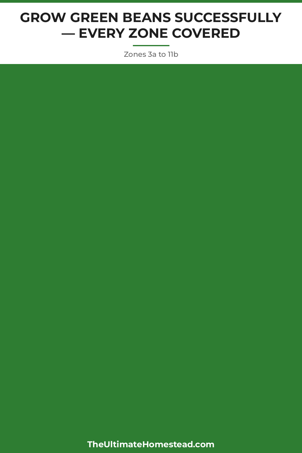 Green Beans Planting Guide