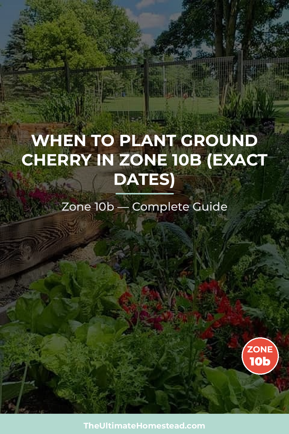 When to Plant Ground Cherry in Zone 10b