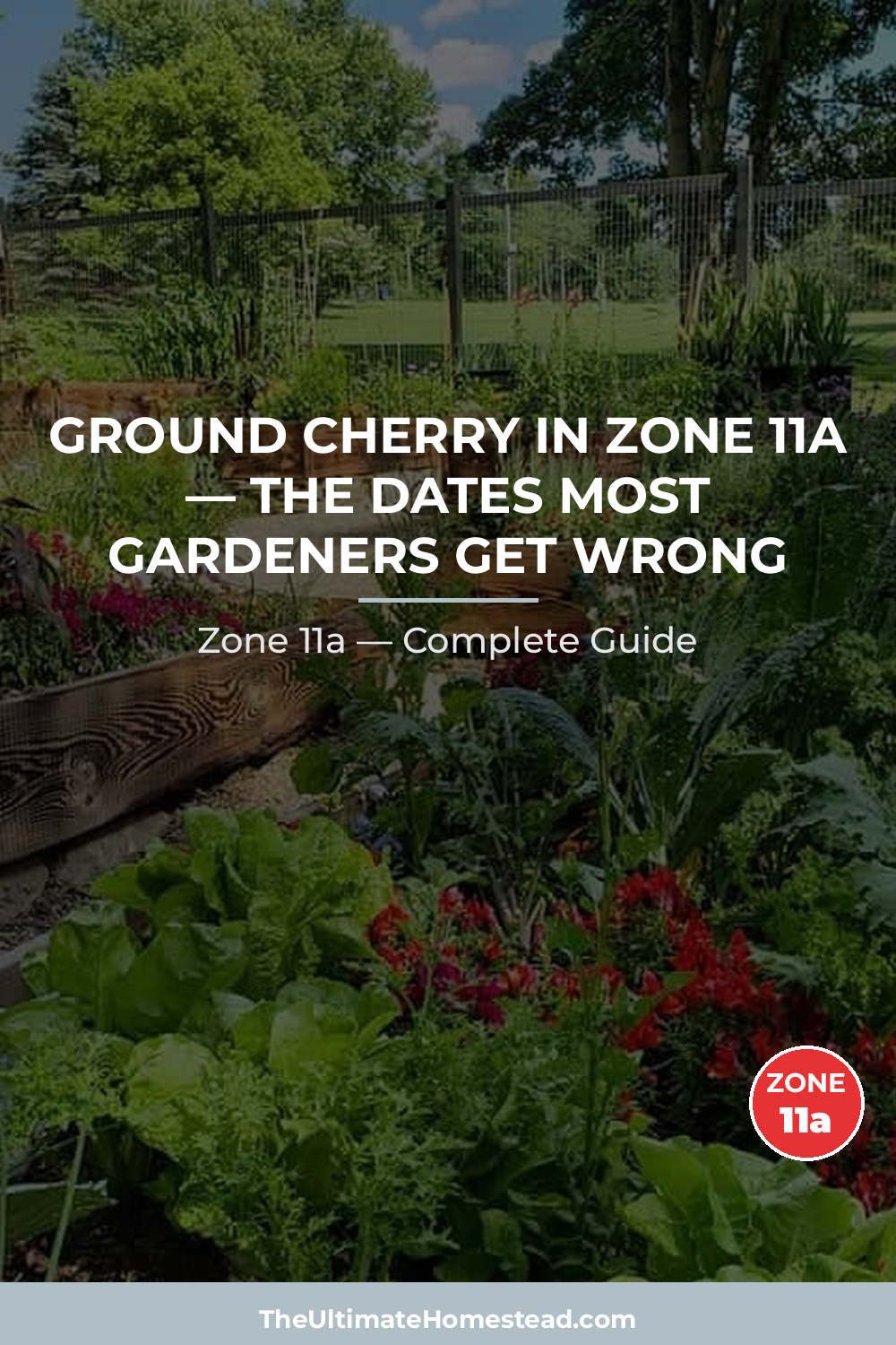 When to Plant Ground Cherry in Zone 11a