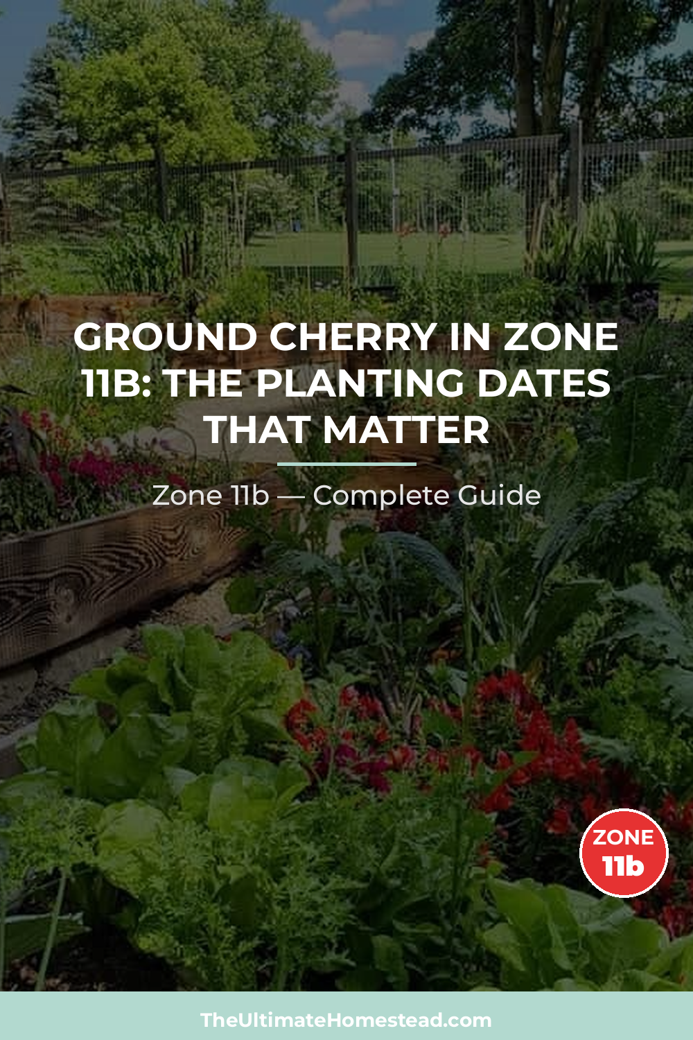 When to Plant Ground Cherry in Zone 11b