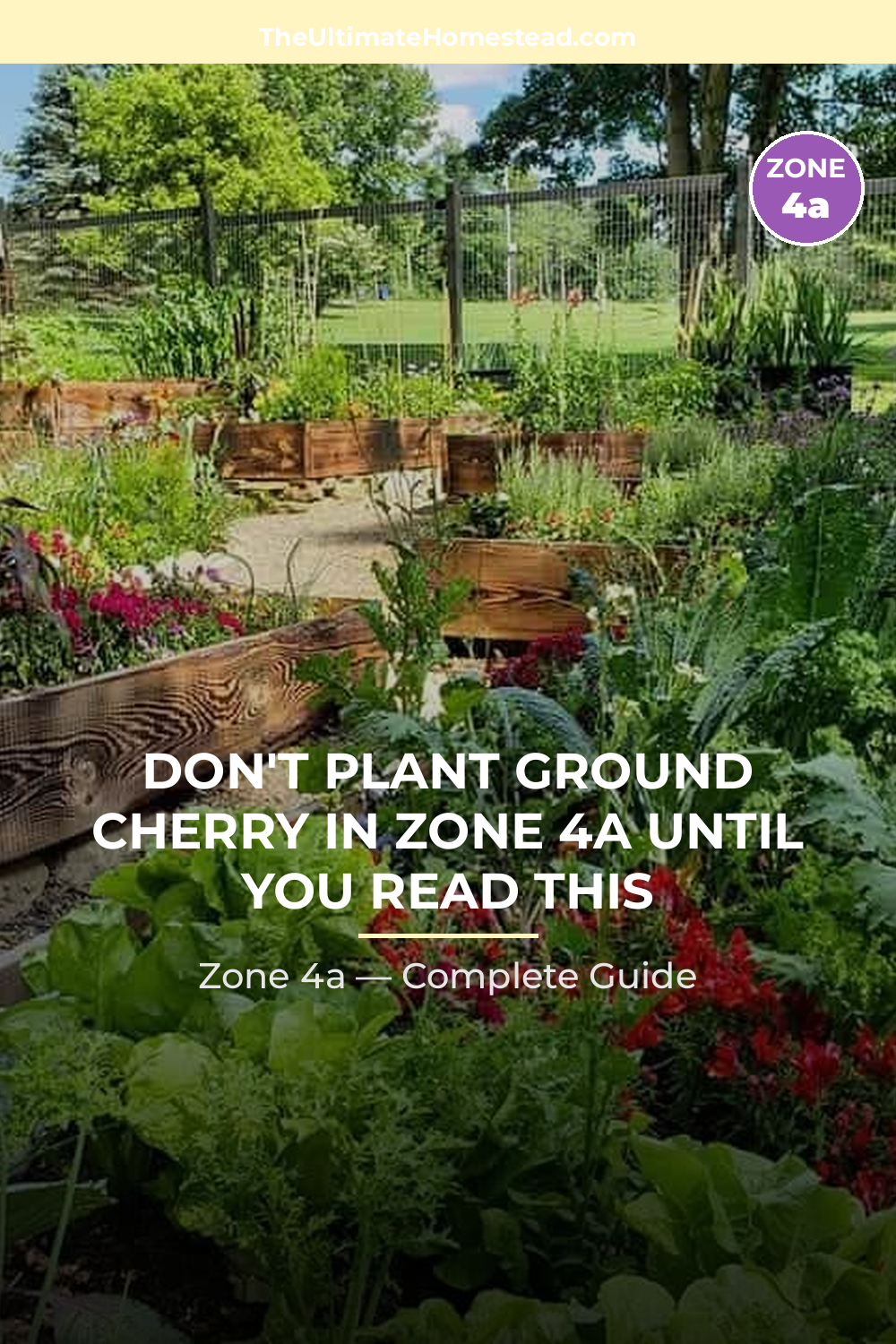 When to Plant Ground Cherry in Zone 4a
