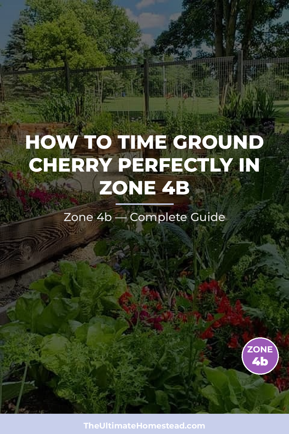 When to Plant Ground Cherry in Zone 4b