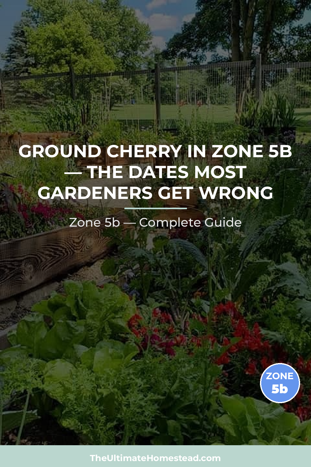 When to Plant Ground Cherry in Zone 5b
