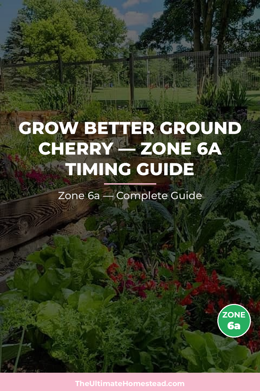When to Plant Ground Cherry in Zone 6a