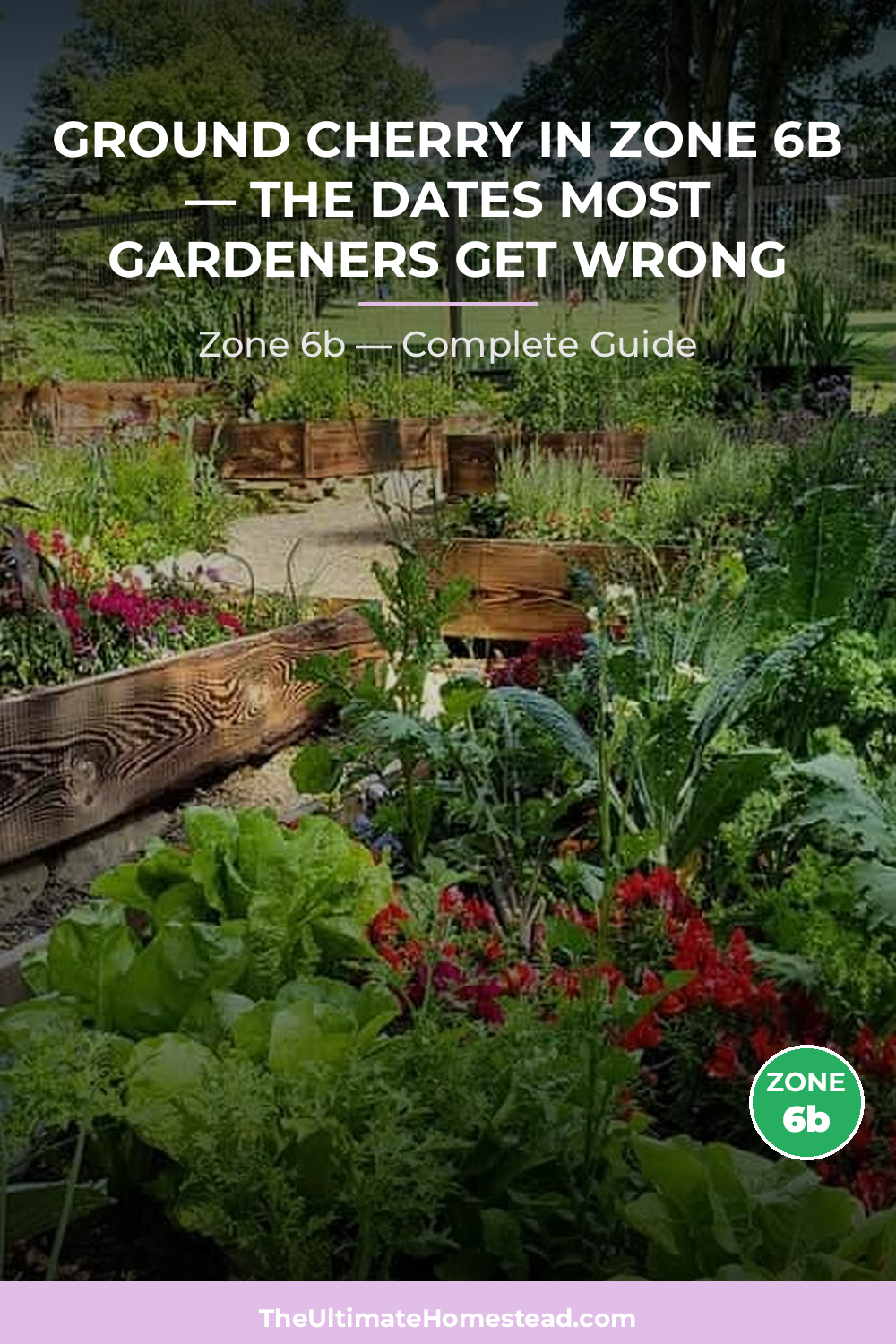 When to Plant Ground Cherry in Zone 6b