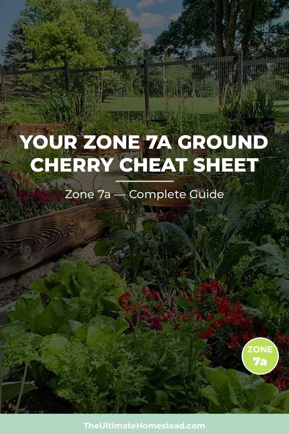 When to Plant Ground Cherry in Zone 7a