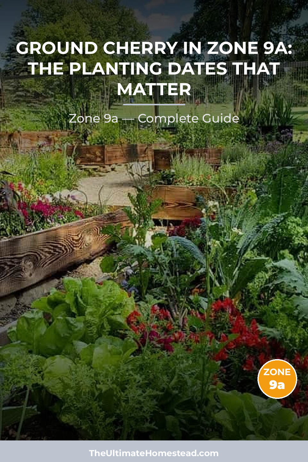 When to Plant Ground Cherry in Zone 9a