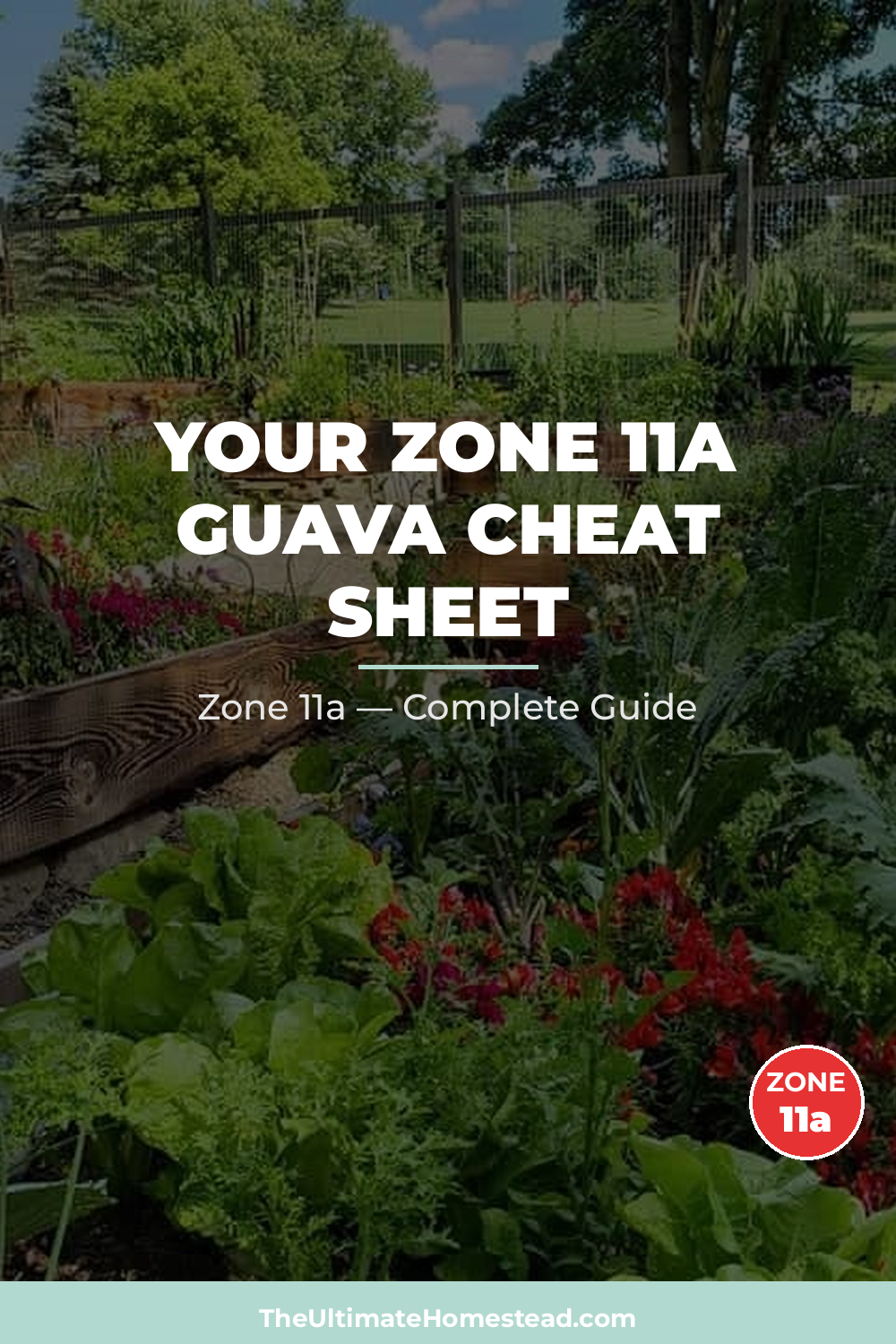 When to Plant Guava in Zone 11a