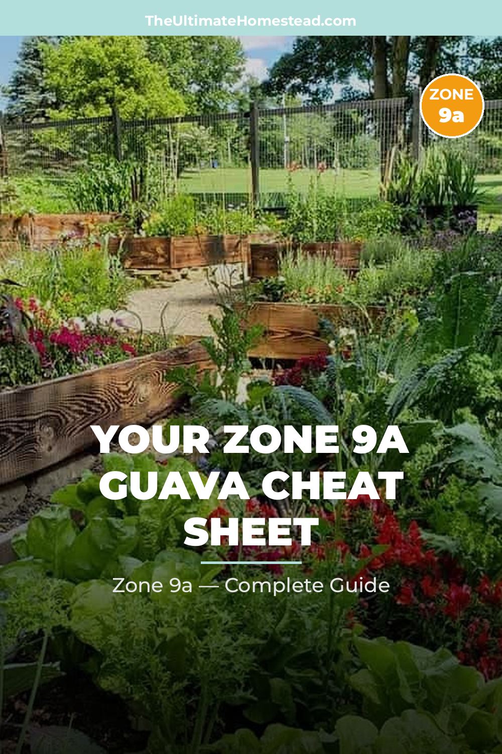 When to Plant Guava in Zone 9a