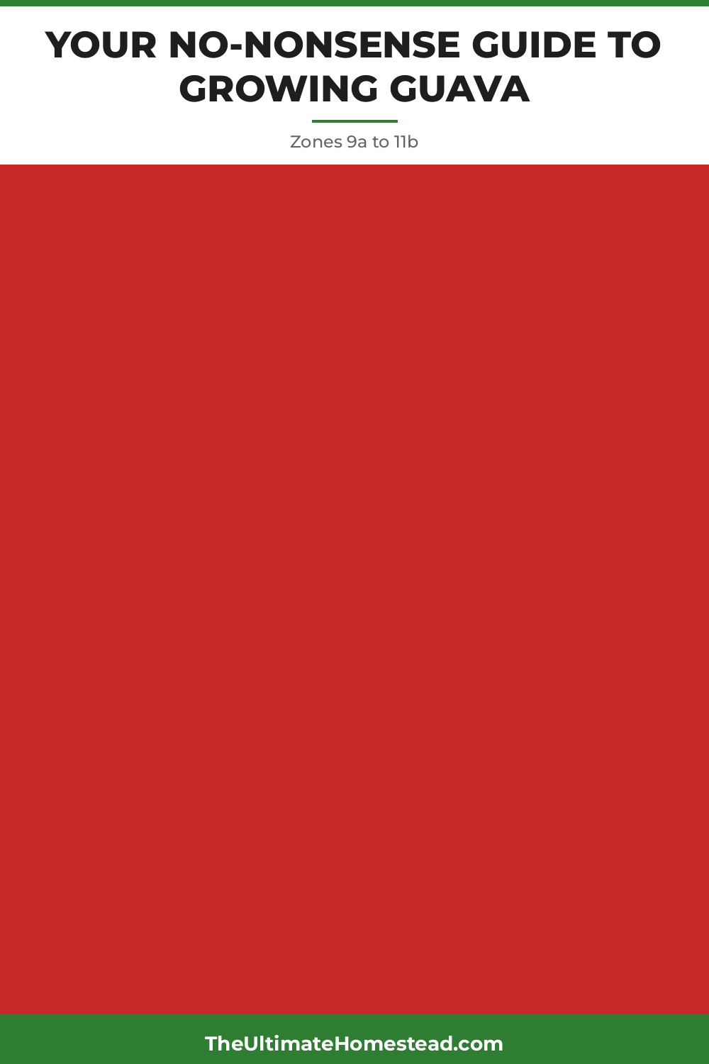 Guava Planting Guide