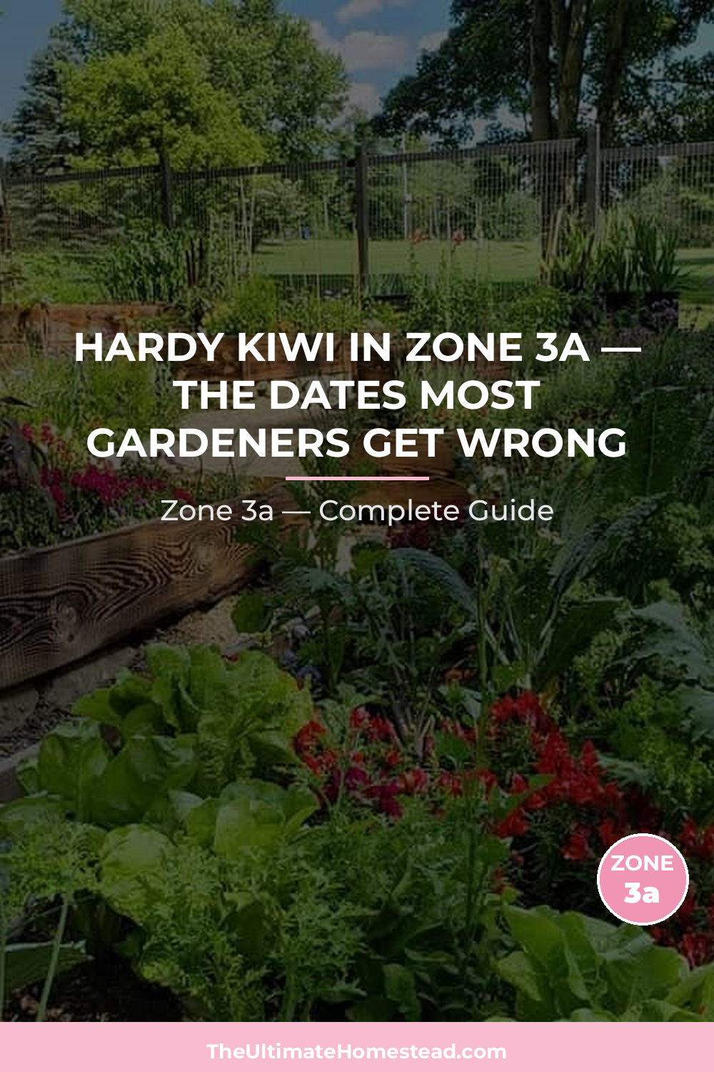 When to Plant Hardy Kiwi in Zone 3a