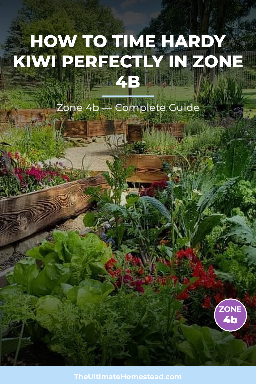 When to Plant Hardy Kiwi in Zone 4b