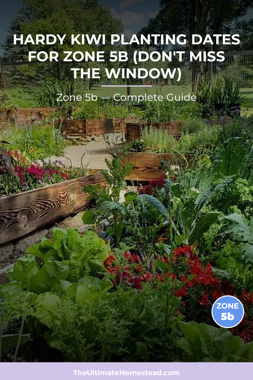 When to Plant Hardy Kiwi in Zone 5b