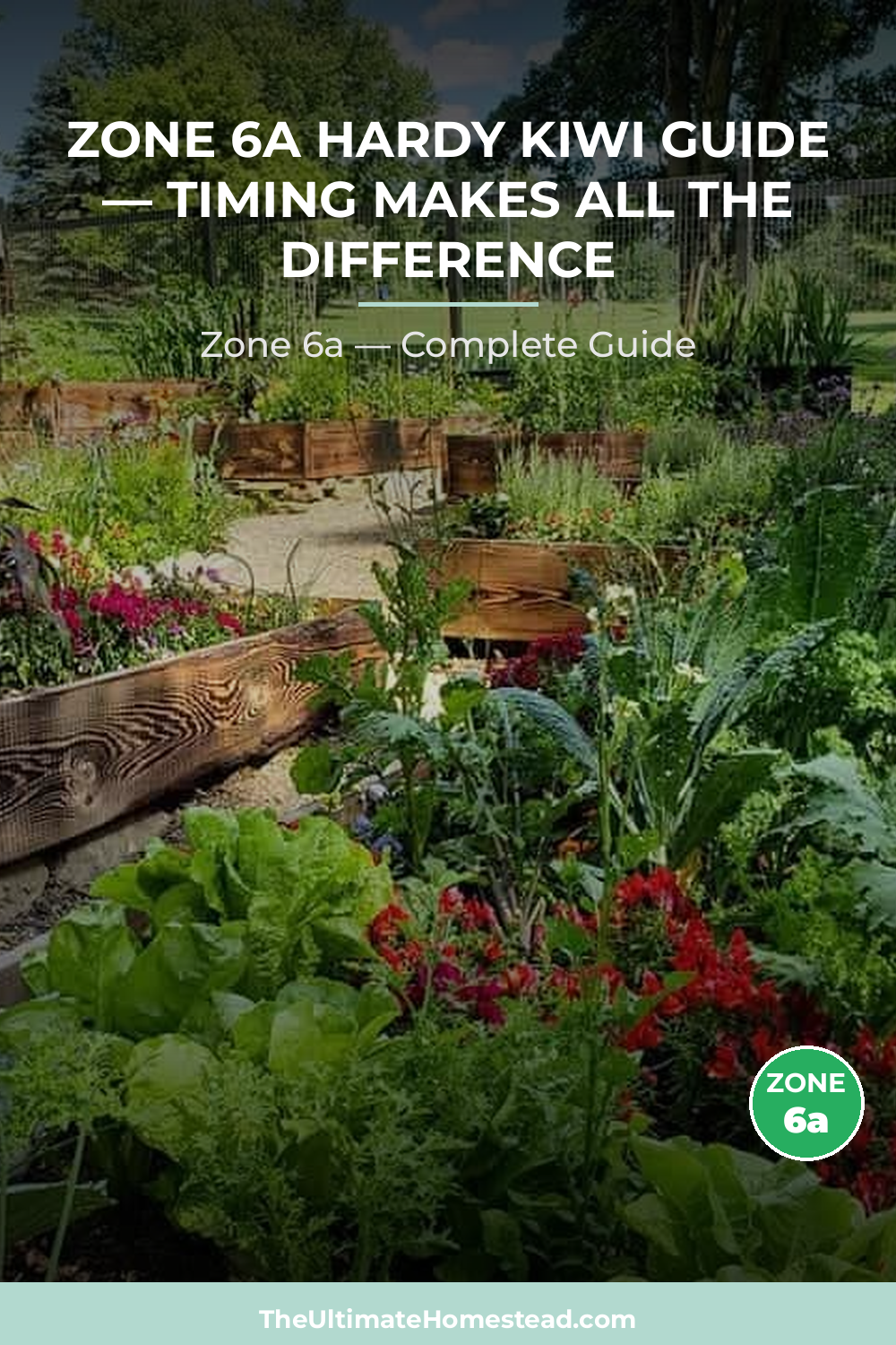 When to Plant Hardy Kiwi in Zone 6a