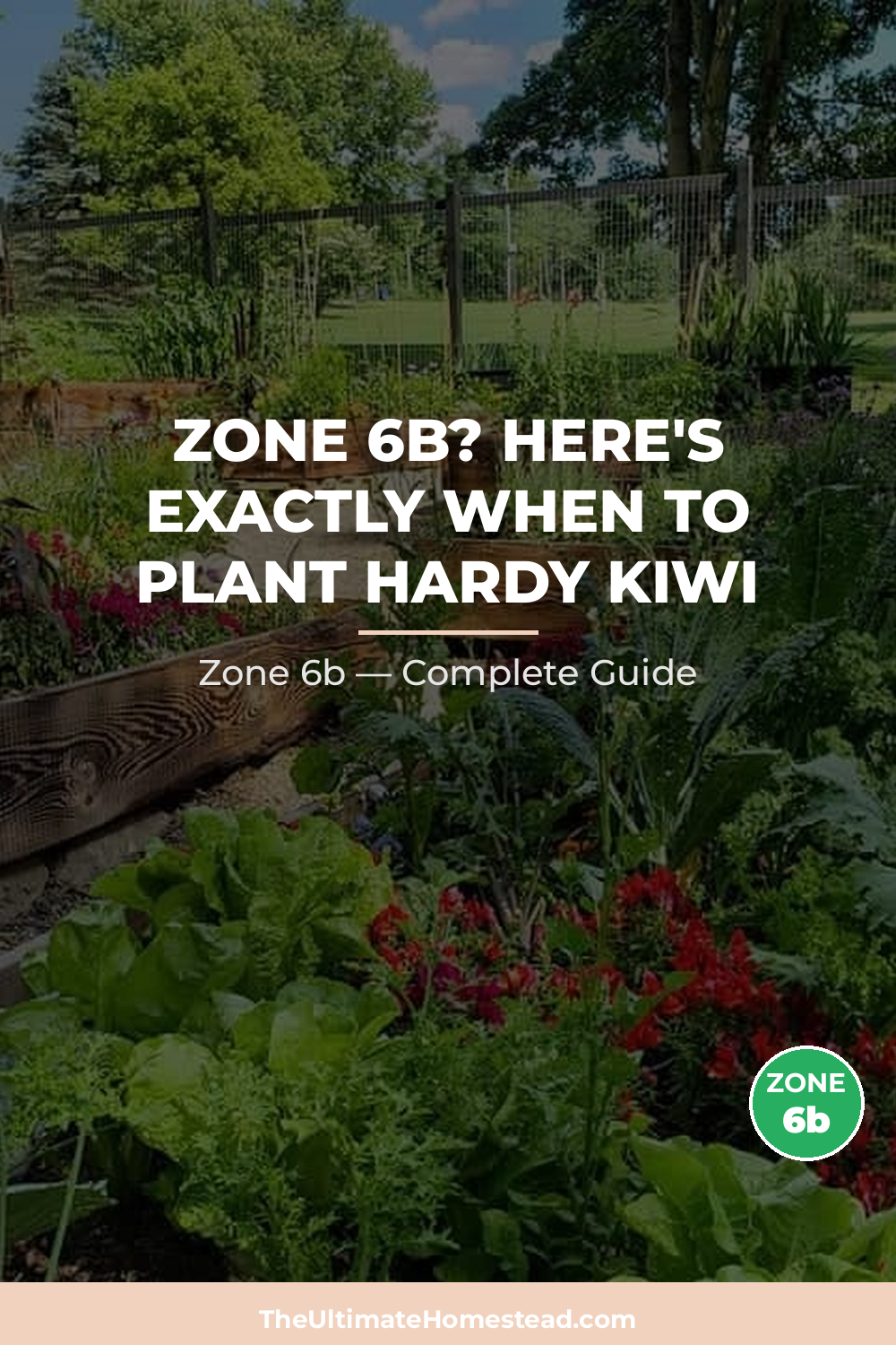 When to Plant Hardy Kiwi in Zone 6b