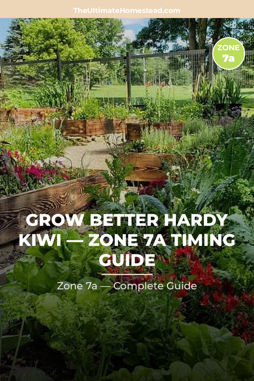 When to Plant Hardy Kiwi in Zone 7a