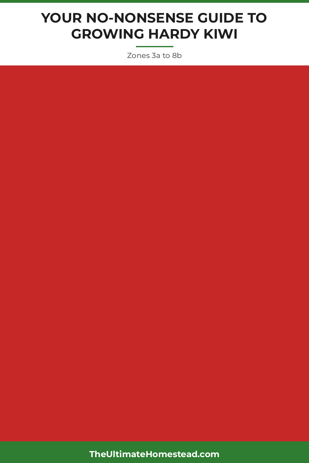 Hardy Kiwi Planting Guide