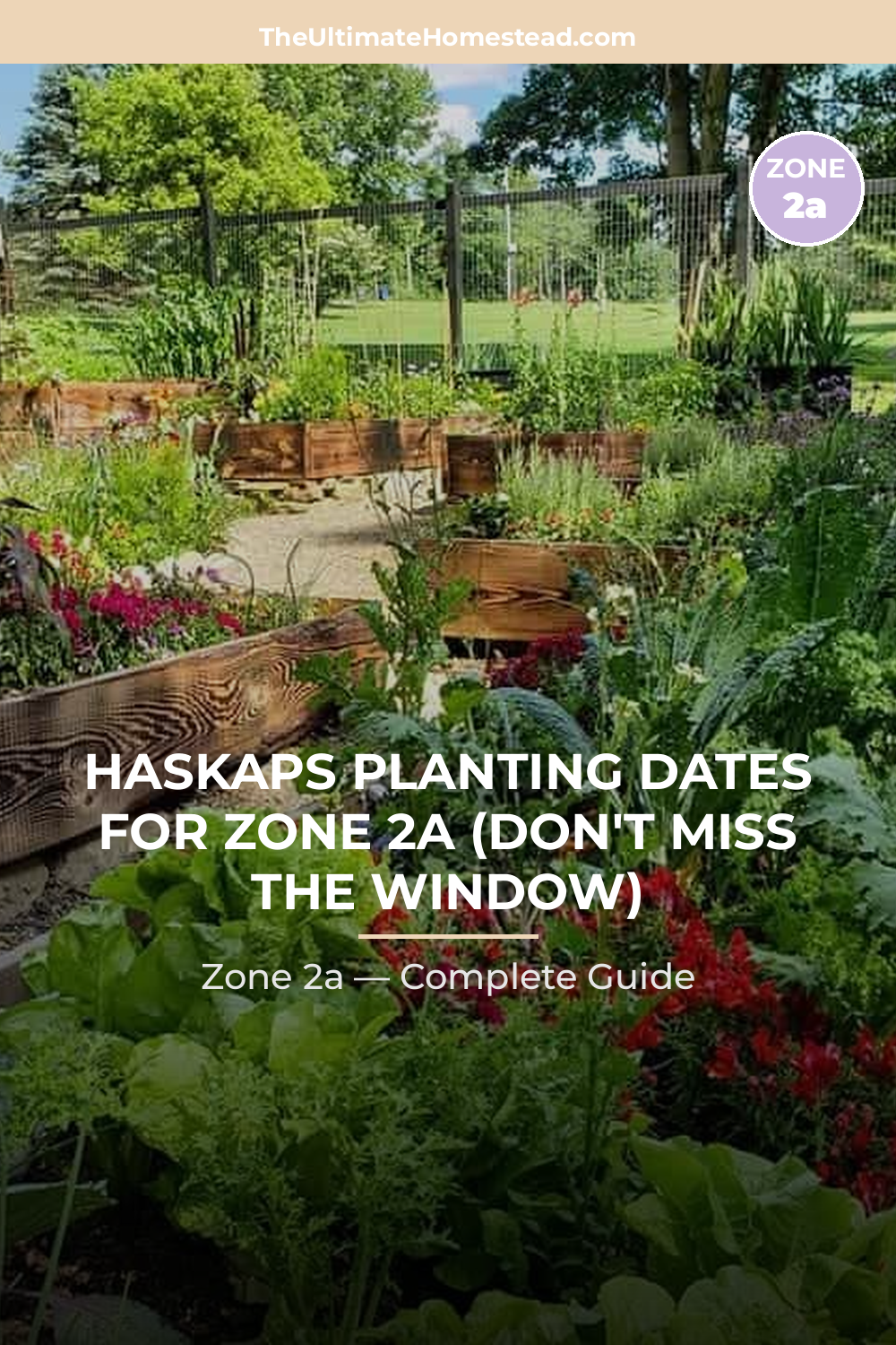 When to Plant Haskaps in Zone 2a