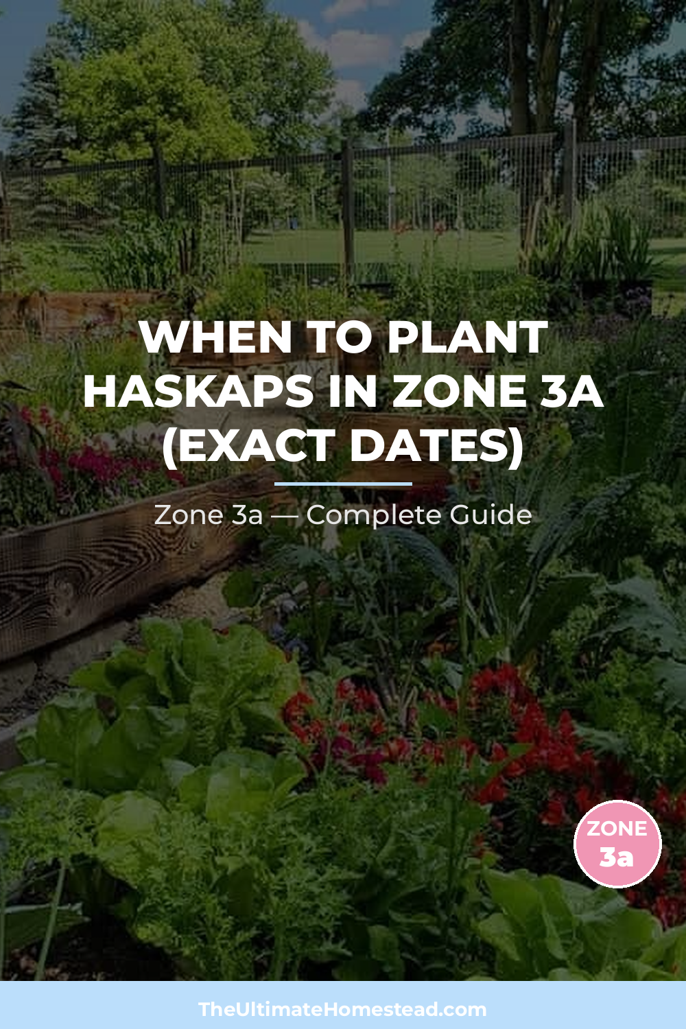 When to Plant Haskaps in Zone 3a