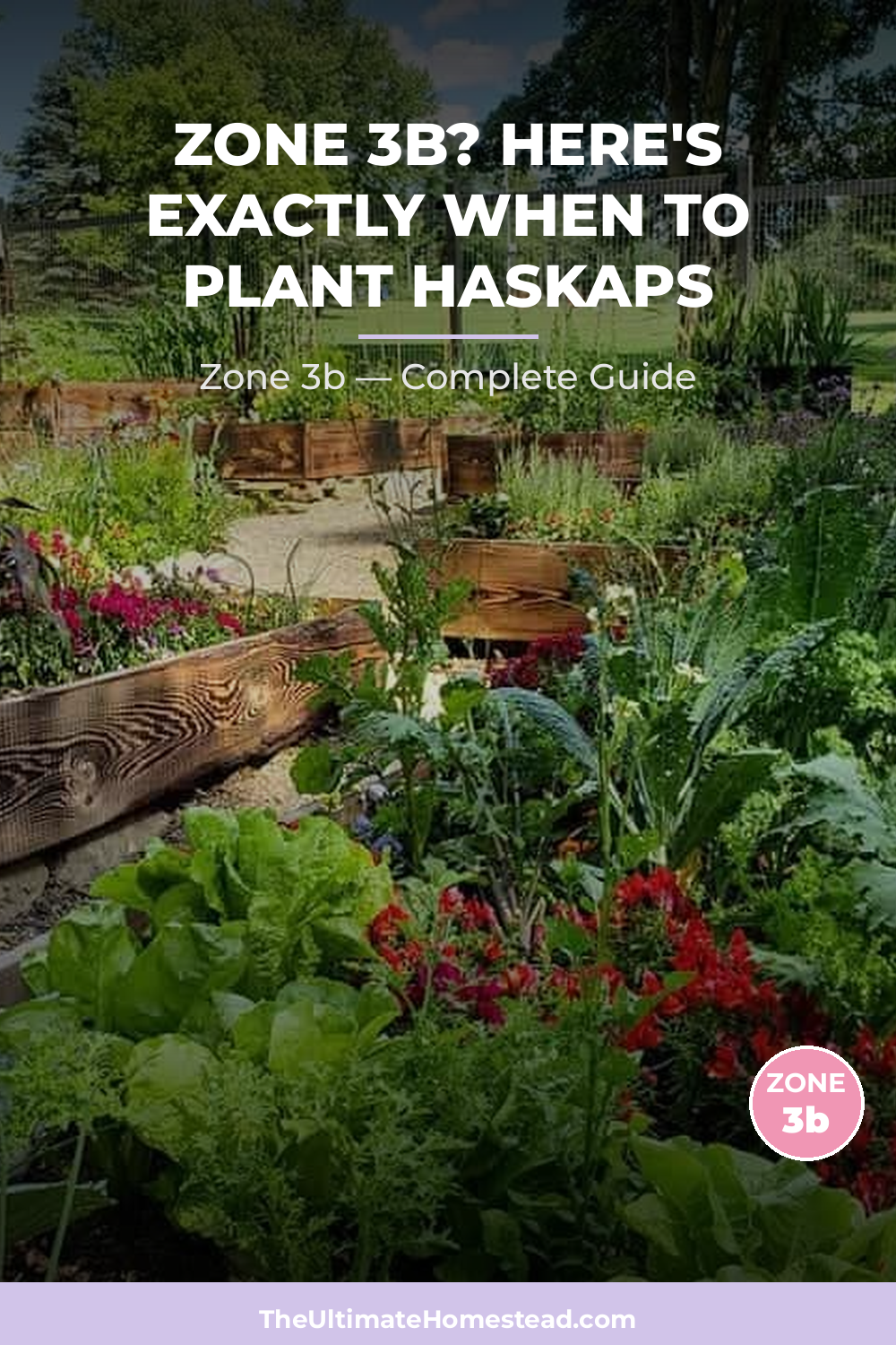 When to Plant Haskaps in Zone 3b