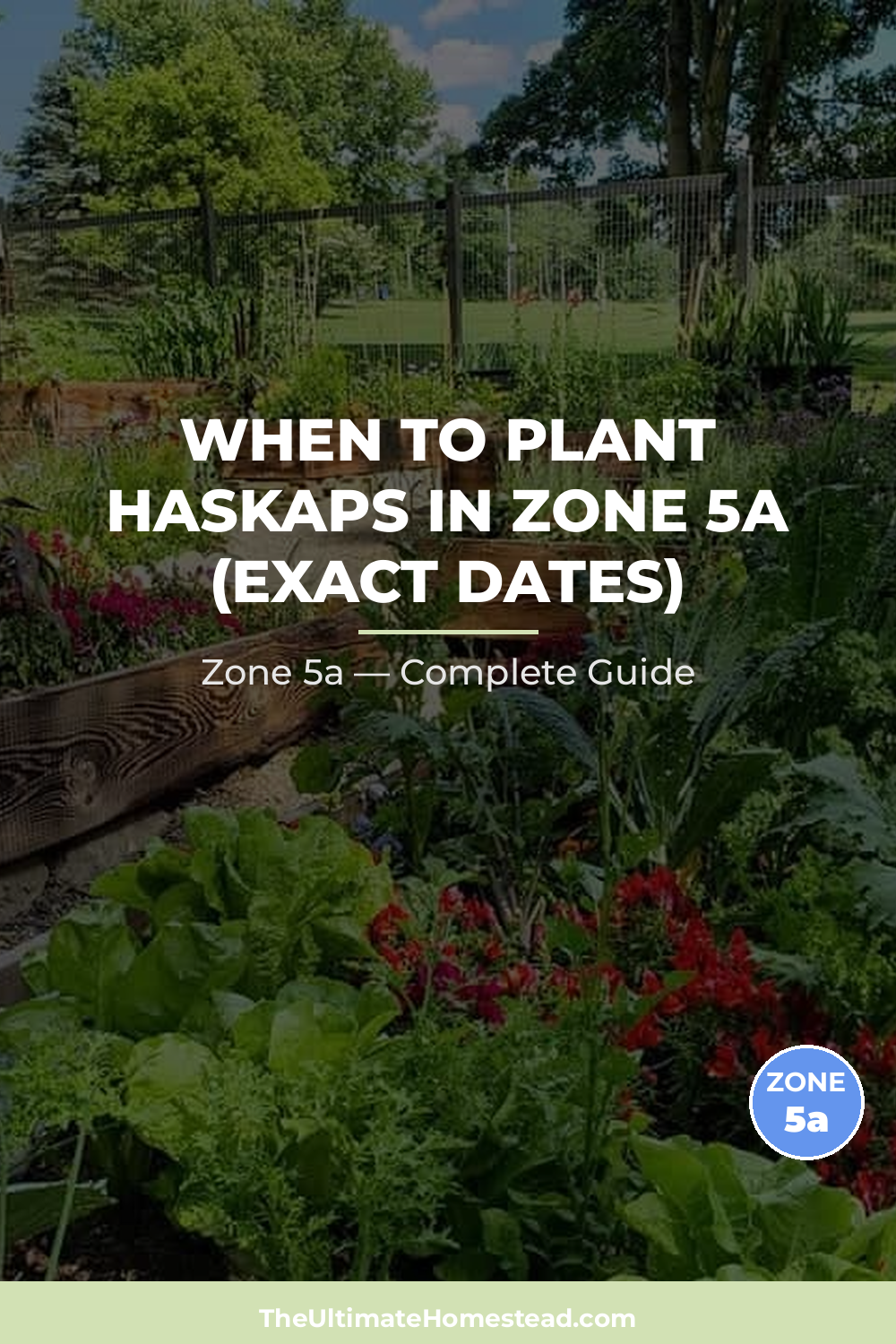 When to Plant Haskaps in Zone 5a
