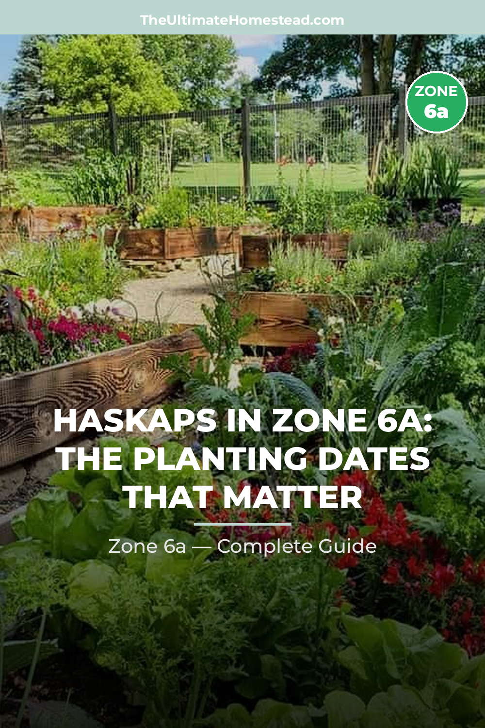 When to Plant Haskaps in Zone 6a