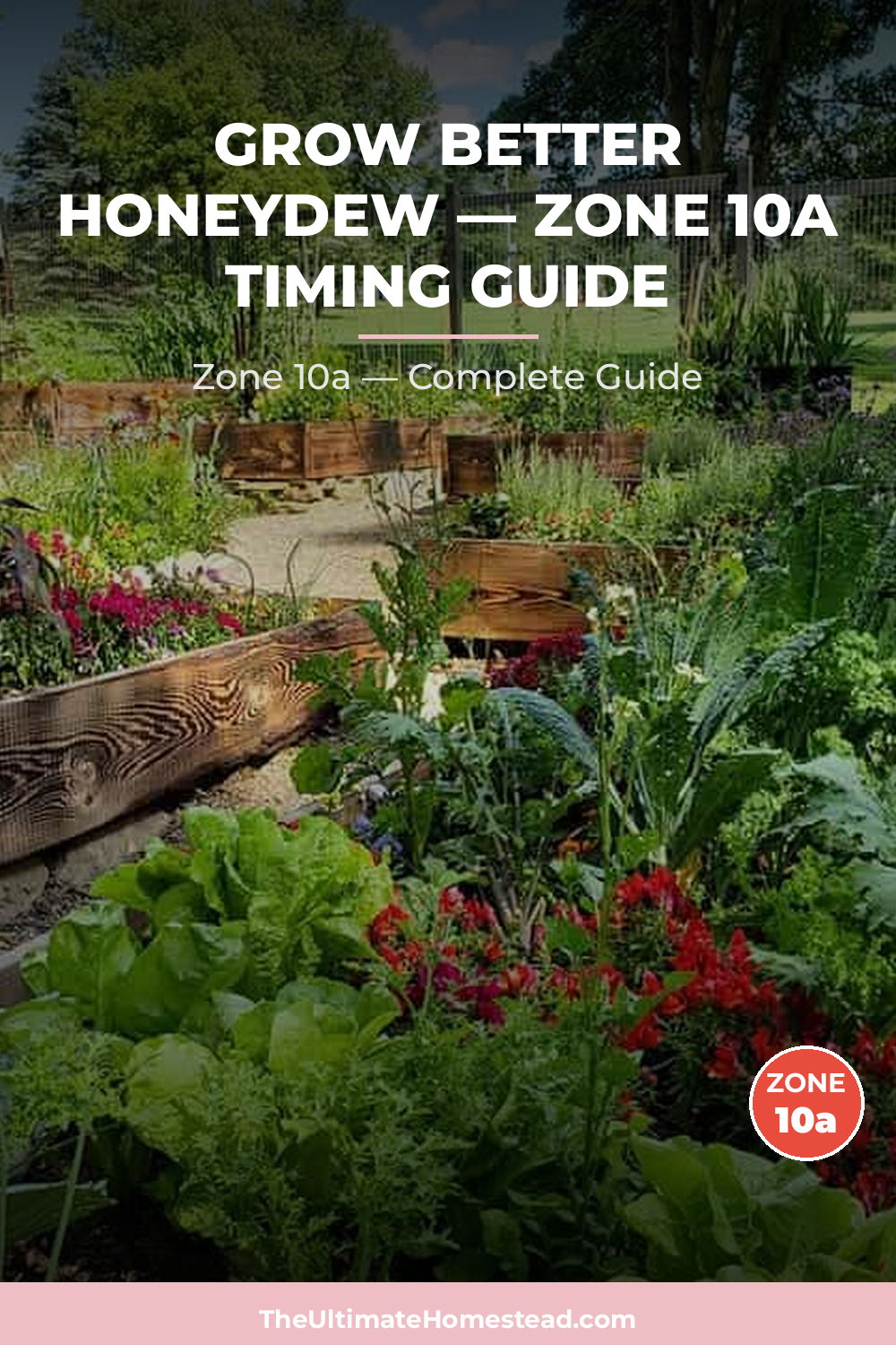 When to Plant Honeydew in Zone 10a