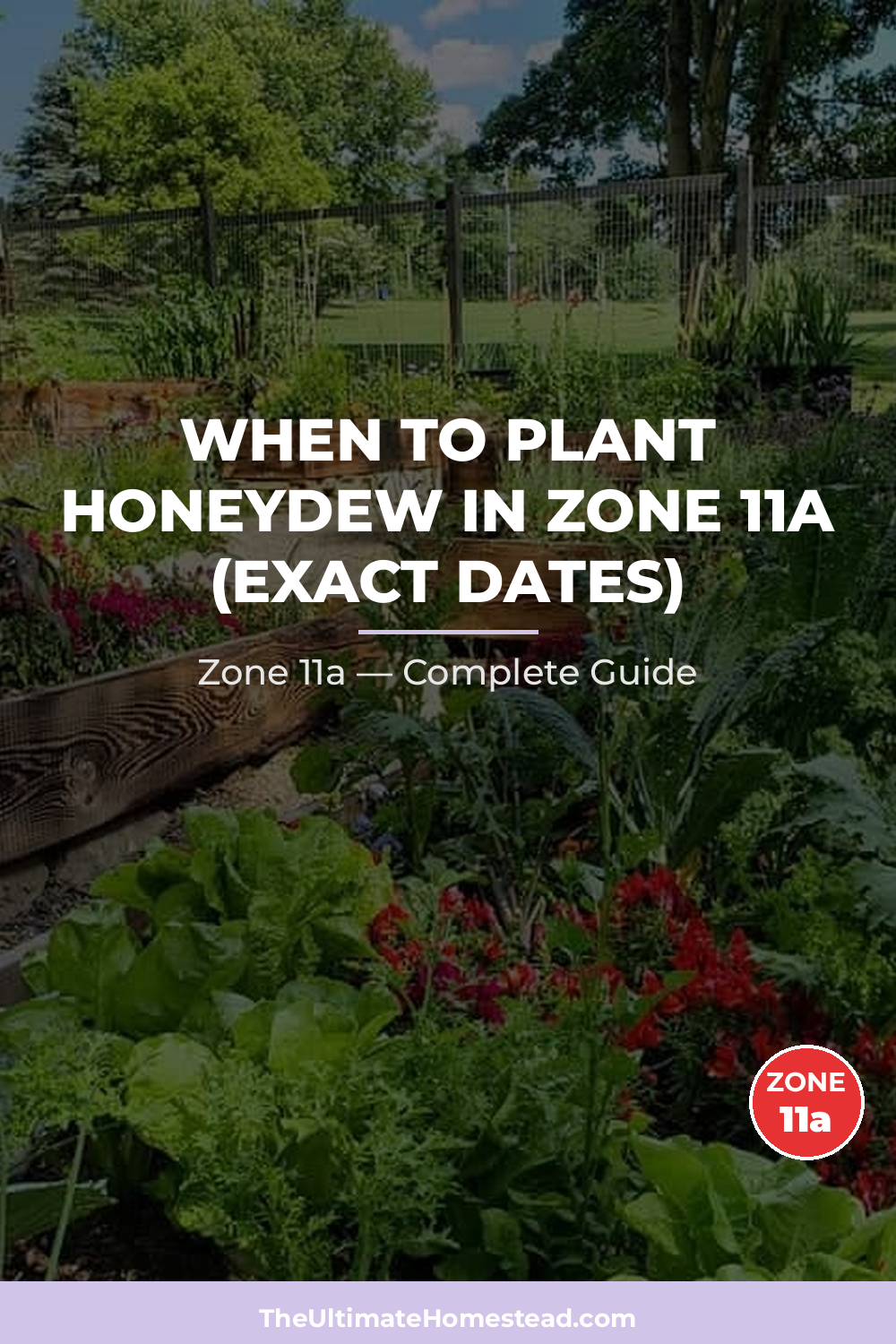 When to Plant Honeydew in Zone 11a