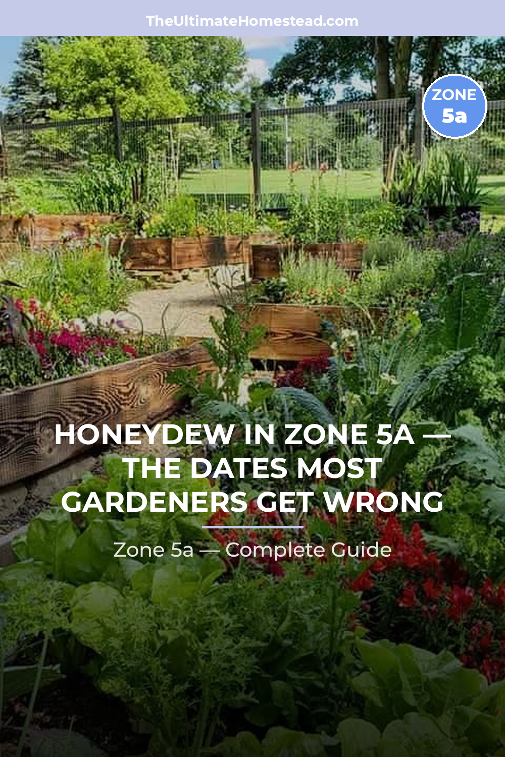 When to Plant Honeydew in Zone 5a